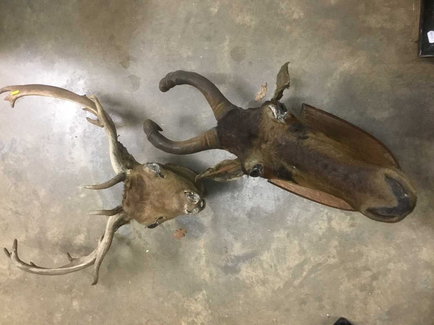 Taxidermy hartebeast together with a deer head