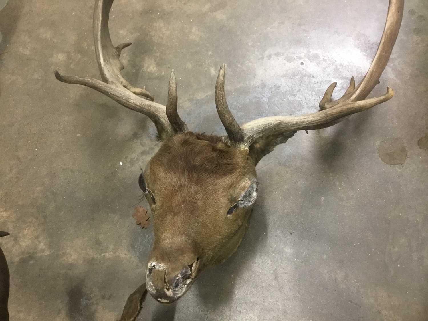 Taxidermy hartebeast together with a deer head - Image 5 of 5