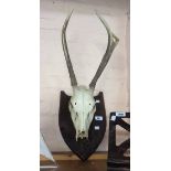 A deer skull on shield shaped plaque
