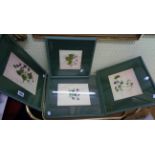 Rosemary Mason: six green painted framed and slipped botanical study prints of assorted violets -