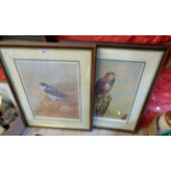 David Andrews: two framed limited edition coloured bird study prints, one entitled "Peregrine