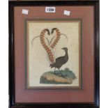 An ebonised framed antique hand coloured engraving of a lyre bird published by Cadell & Davies of