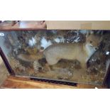 A vintage taxidermy display case containing a stuffed and mounted fox in naturalistic setting