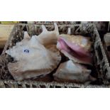 A basket containing five conch shells