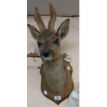 A stuffed and mounted taxidermy doe's head trophy on shield shaped plaque