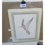 An unframed watercolour, depicting a harrier type bird and butterfly - signed with monogram
