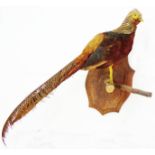 An early 20th Century taxidermy trophy of a stuffed and mounted golden pheasant set on a branch