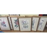 A set of six antiqued gilt framed reproduction botanical study coloured prints after Georg Ehret -