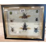 A box frame containing various Asian insects