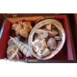 A Victorian workbox carcass containing a collection of sea shells and two crystal formations