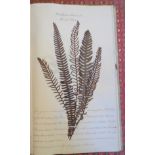 A folder containing Victorian pressed ferns with annotation