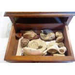 An oak drawer containing fossil ammonites, agate weight, cloisonné bird, etc.