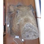 A stuffed and mounted, head of a wild boar sow with glass eyes, on shield shaped plaque - some age