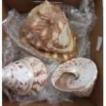 An Italian cameo carved conch shell and two others