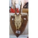 A Small Stags Deer Head with Antlers on Wooden Shield Plinth