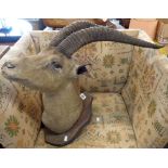 An Old Taxidermy Antelope Head Mounted on Wooden Shield Plinth - Some wear