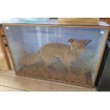 A glazed display case containing a taxidermy study of a stuffed and mounted fox in a naturalistic