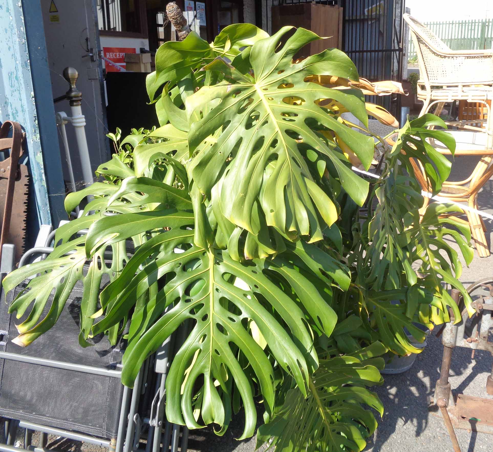 A large cheese plant