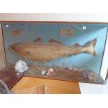 A large vintage glass cased taxidermy study of a stuffed and mounted fish by M.R. Grace of Camelford