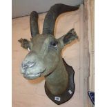 An Old Taxidermy Antelope Head Mounted o An old taxidermy trophy of a stuffed and mounted antelope