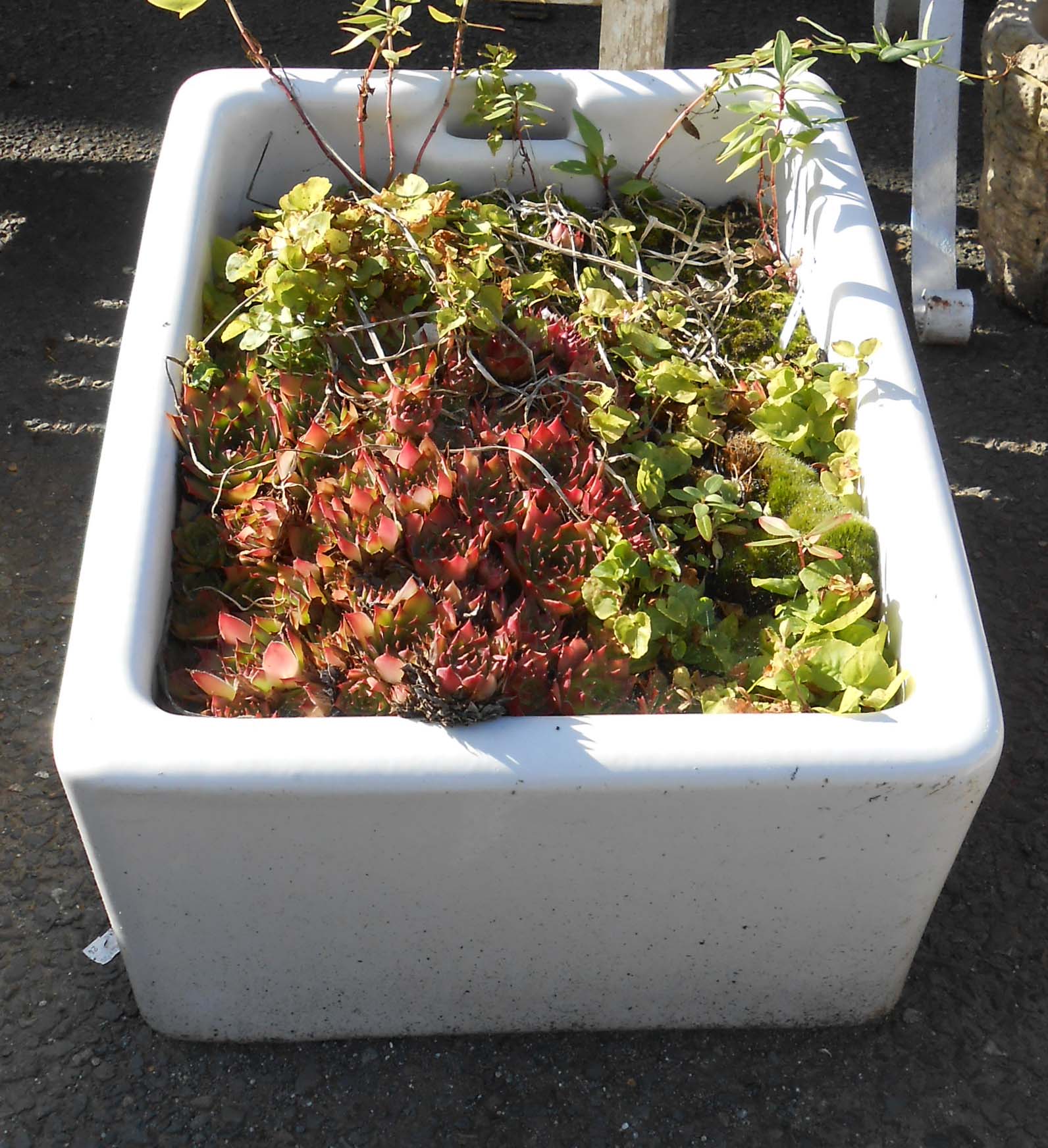 A Belfast sink planted with succulents