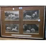 A framed sepia four image print with titled terrier dogs as a humerous hunting scene