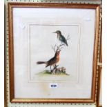 A gilt framed antique hand coloured ornithological print