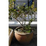 A large terracotta pot planted with a flowering shrub