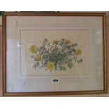 C.W.: a gilt framed watercolour study of Gold Coin daisies - titled in Latin, signed and dated 1962