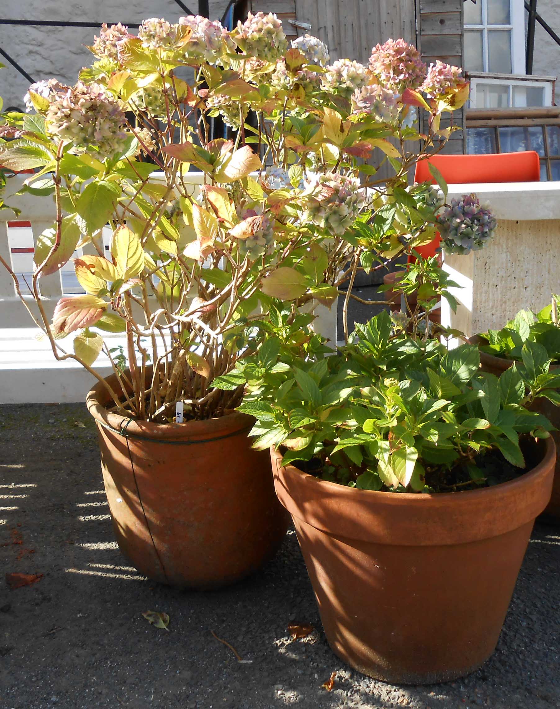 A large terracotta pot a/f planted with a hydrangea - sold with another containing a smaller