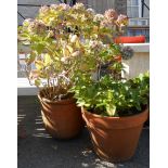 A large terracotta pot a/f planted with a hydrangea - sold with another containing a smaller