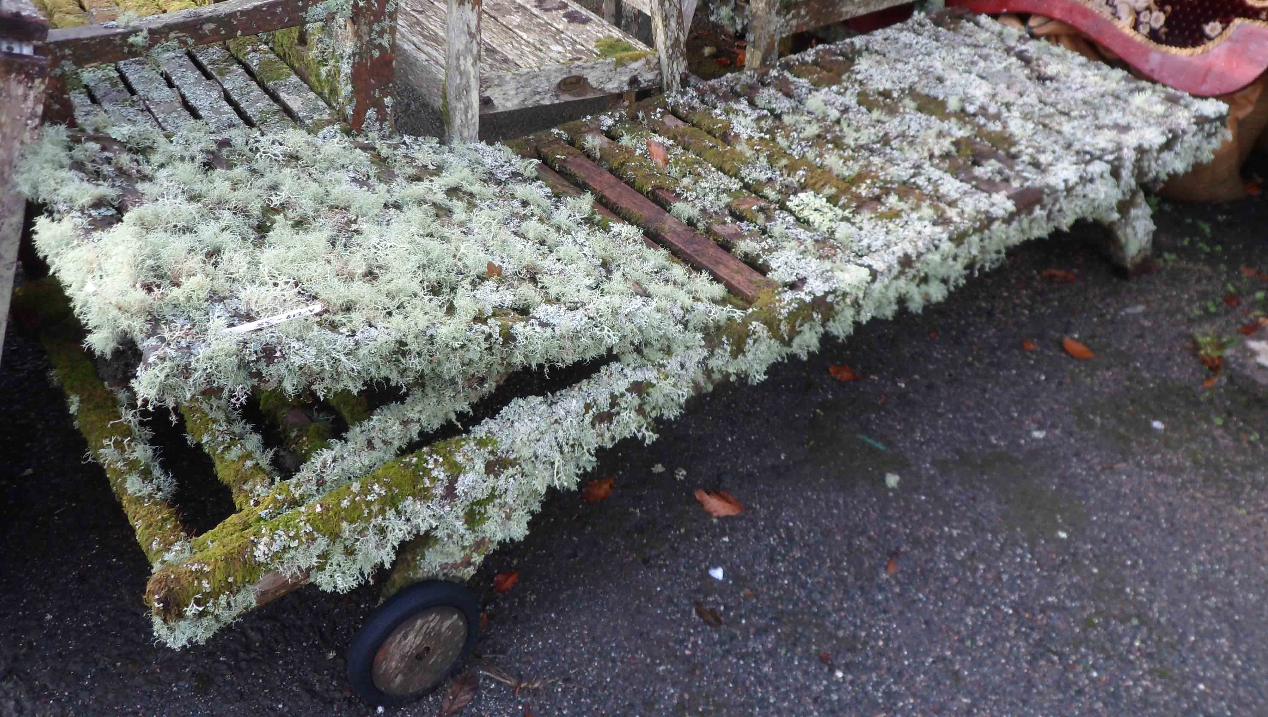 A Barlow Tyrie teak sun lounger covered in lichen