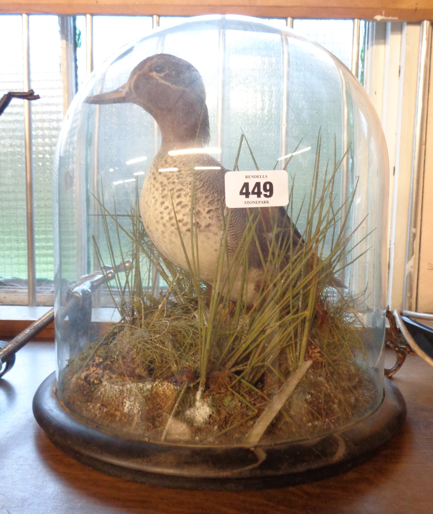 An antique taxidermy study of a stuffed and mounted teal in a naturalistic setting, on a socle