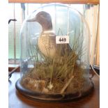 An antique taxidermy study of a stuffed and mounted teal in a naturalistic setting, on a socle