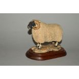 A LIMITED EDITION BORDER FINE ARTS SCULPTURE, 'Blackfaced Tup' style one, L15, No 536/750, by