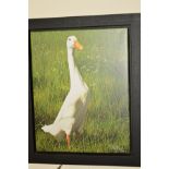 PAUL JAMES (BRITISH CONTEMPORARY) 'DOTTIE', a limited canvas print of a Duck 20/95, signed bottom