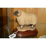 A LIMITED EDITION BORDER FINE ARTS SCULPTURE, 'Blackfaced Tup' style one, L15, No 536/750, by