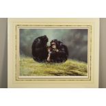 SPENCER HODGE (BRITISH 1943), 'Family Portrait', a limited edition print of Chimpanzees, 306/350,