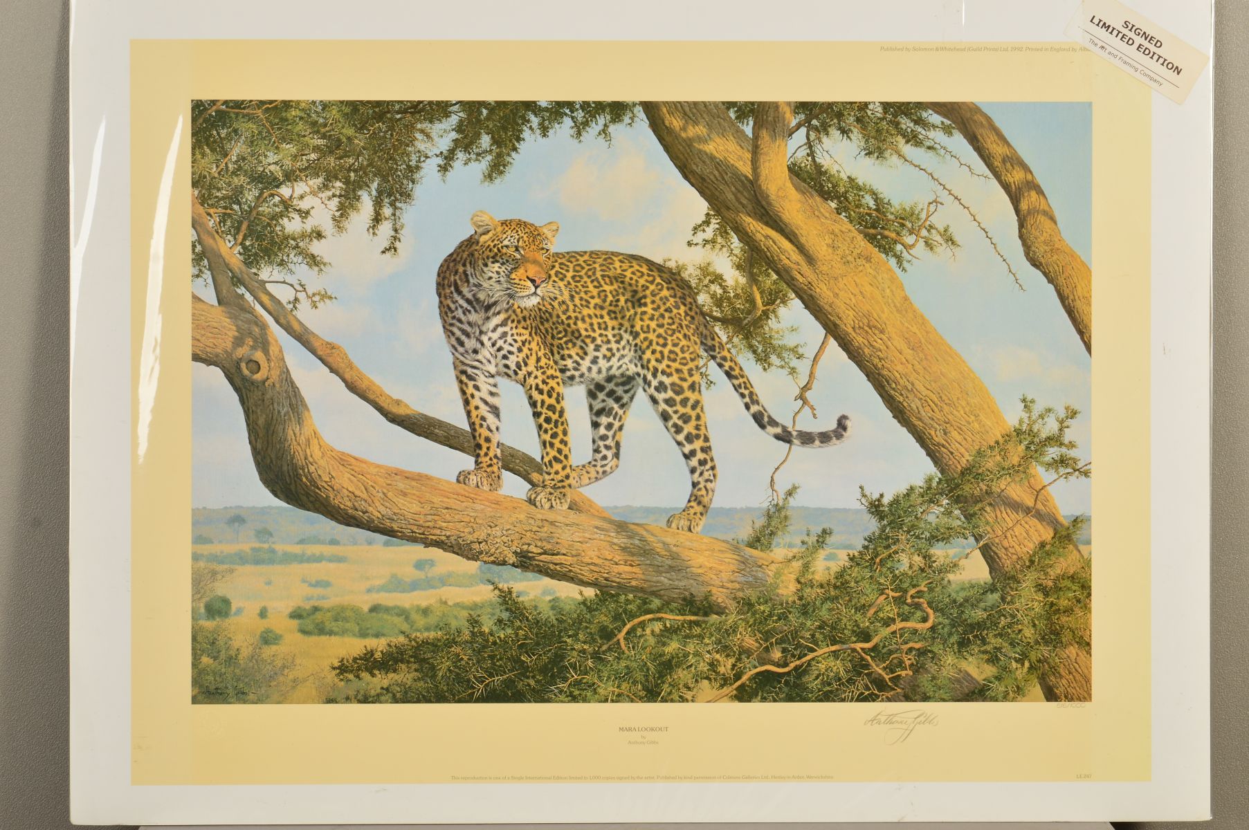 ANTHONY GIBBS (BRITISH 1951), 'Mara Lookout', a limited edition print of a Leopard, 515/1000, signed