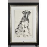 APRIL SHEPHERD (BRITISH CONTEMPORARY) 'DOPEY GREAT DANE, FRONT ON' a sketch of a dog, initialled
