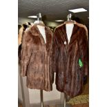 A DARK BROWN CIRCA 1970'S MUSQUASH BELOW THE KNEE LADIES COAT, having leather elastic waist and