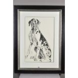 APRIL SHEPHERD (BRITISH CONTEMPORARY) 'WORRIED GREAT DANE' a sketch of a dog, signed lower left,