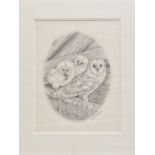 STEVE MACHIN (BRITISH CONTEMPORARY), 'Barn Owls', a pencil sketch of a Barn Owl with Chicks,