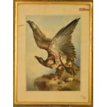 WILLIAM HEATH (BRITISH 19TH CENTURY), study of an eagle with wings raised whilst perched on an