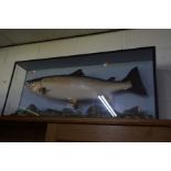 A LATE 20TH CENTURY CASED TAXIDERMY OF A SALMON, mounted in a naturalistic setting in a glazed