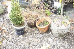 FOUR GARDEN PLANTERS, two glazed, one terracotta and one composite with what looks like a bay tree