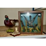 TAXIDERMY, an early 20th Century Cuckoo, mounted in a naturalistic setting, the case with glazed