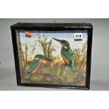 TAXIDERMY, a late Victorian glazed case containing a pair of Kingfishers, mounted in a
