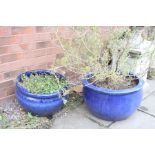 TWO SIMILAR BLUE GLAZED POT PLANTS one containing a bush, 52cm and 45cm in diameter