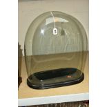 A VICTORIAN GLASS DOME, on an oval eboniosed base, lacks feet, overall height 51cm, width of glass